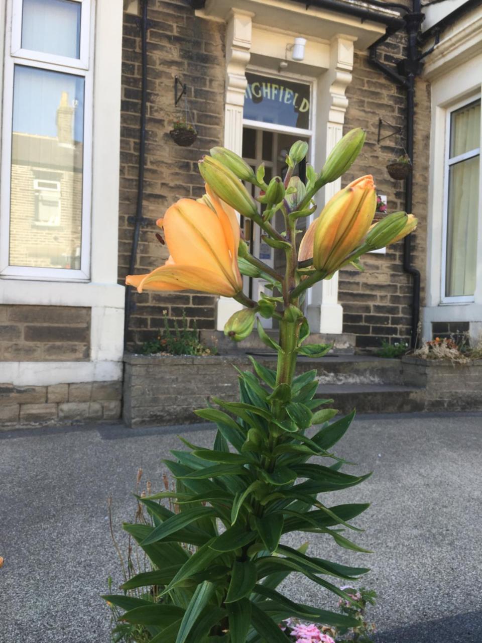 Highfield Guesthouse Skipton Exterior foto